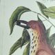 Antique bird illustration - Ruddy Thrush - Zoological engraving by Seligmann & Catesby from 1973