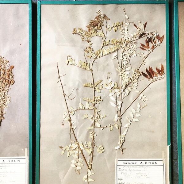 Herbarium A.Brun planche d'herbier 1872 | Selency