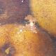 Pair of Oils on Canvas 19 signed