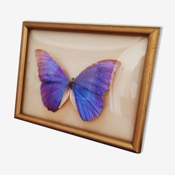 Naturalized butterfly frame