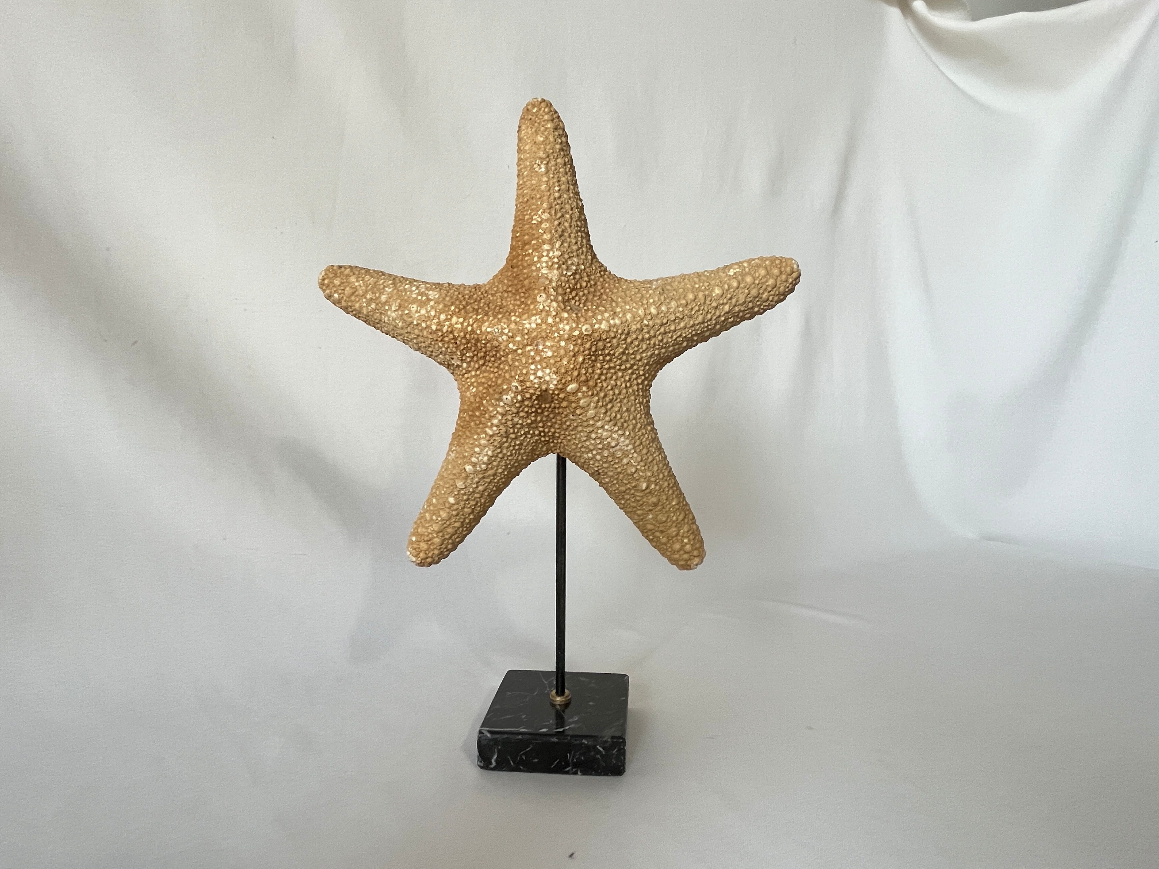 Cabinet of curiosities natural starfish on marble shell base