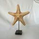 Cabinet of curiosities natural starfish on marble shell base