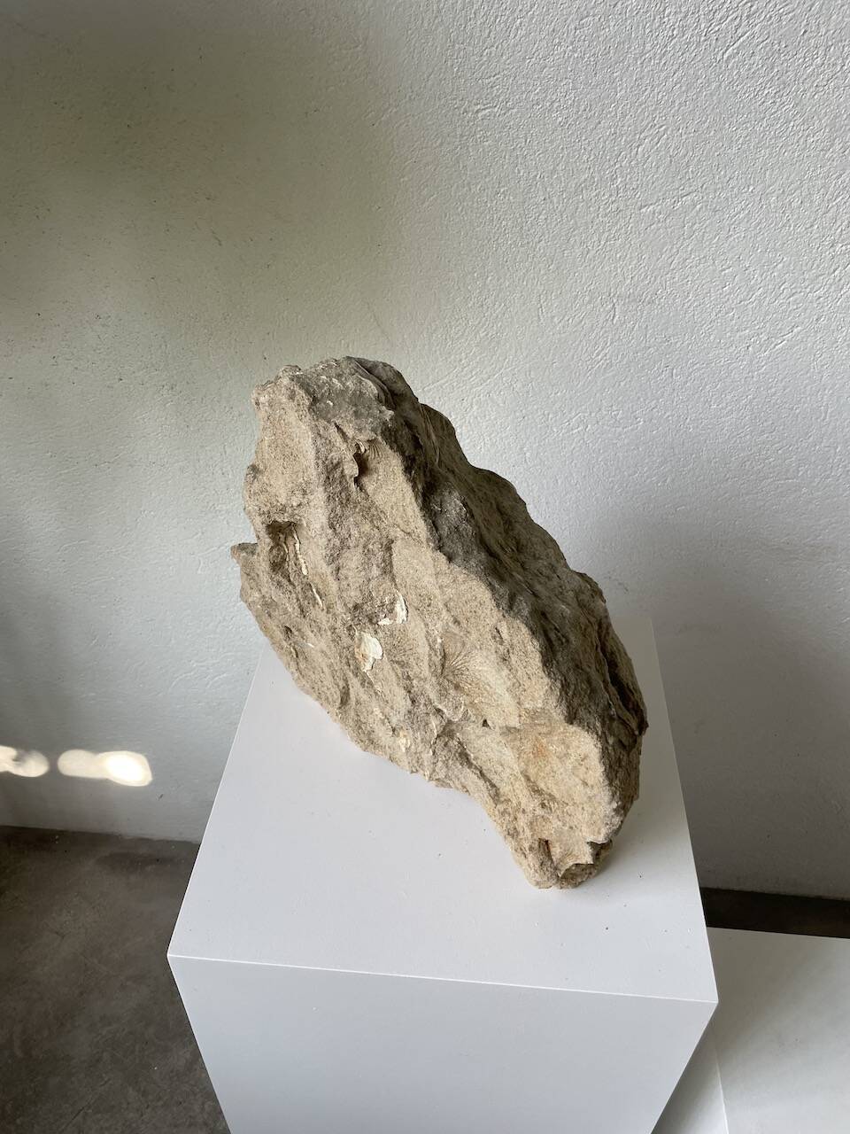 Fossil sedimentary rock and shell