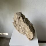 Fossil sedimentary rock and shell