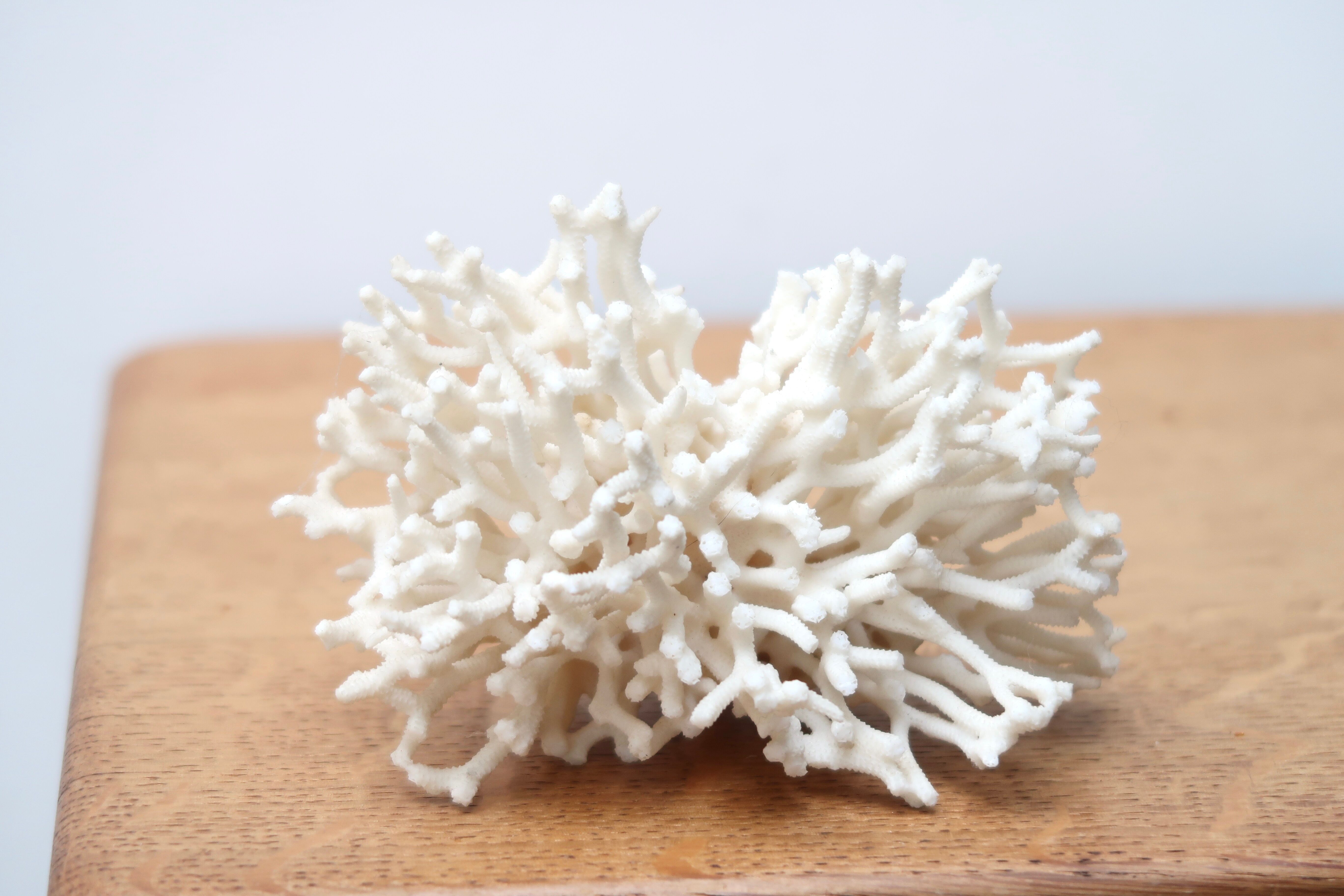 Branche de corail blanc années 70