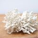 Branche de corail blanc années 70