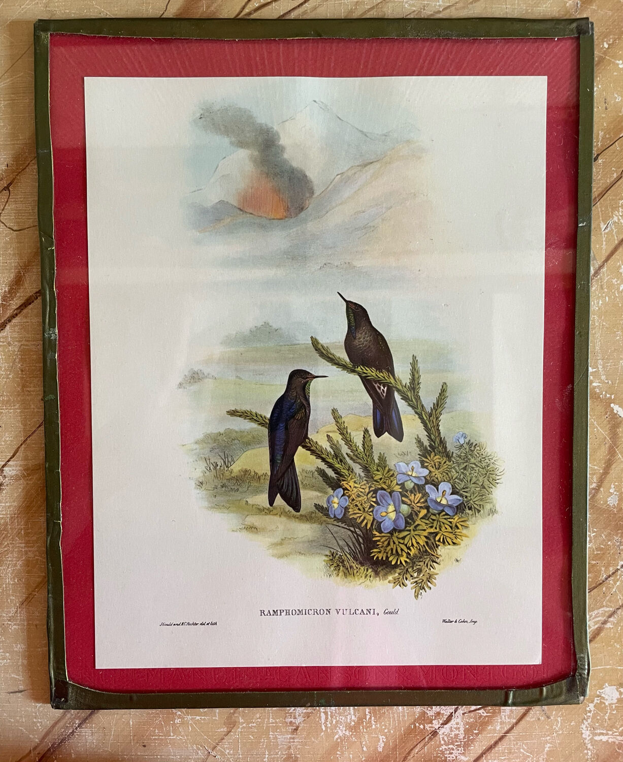 Old bird frames J. Gould and HC. Richter