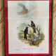 Old bird frames J. Gould and HC. Richter