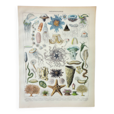 Gravure ancienne 1898, Océanographie, animaux marins • Lithographie, Planche originale