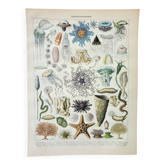 Old engraving 1898, Oceanography, marine animals • Lithograph, Original plate