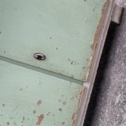 Vintage low wooden cabinet painted green and white with a floral fabric top (1950s)