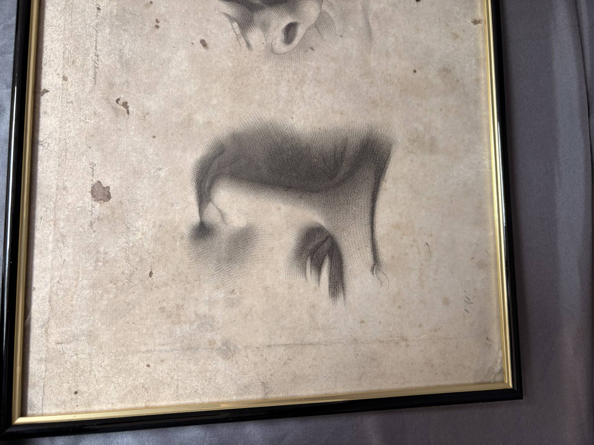 Old Print Engraving 19th Century Shadowed Notebook Nose - Bertrand Reverdin Coindet