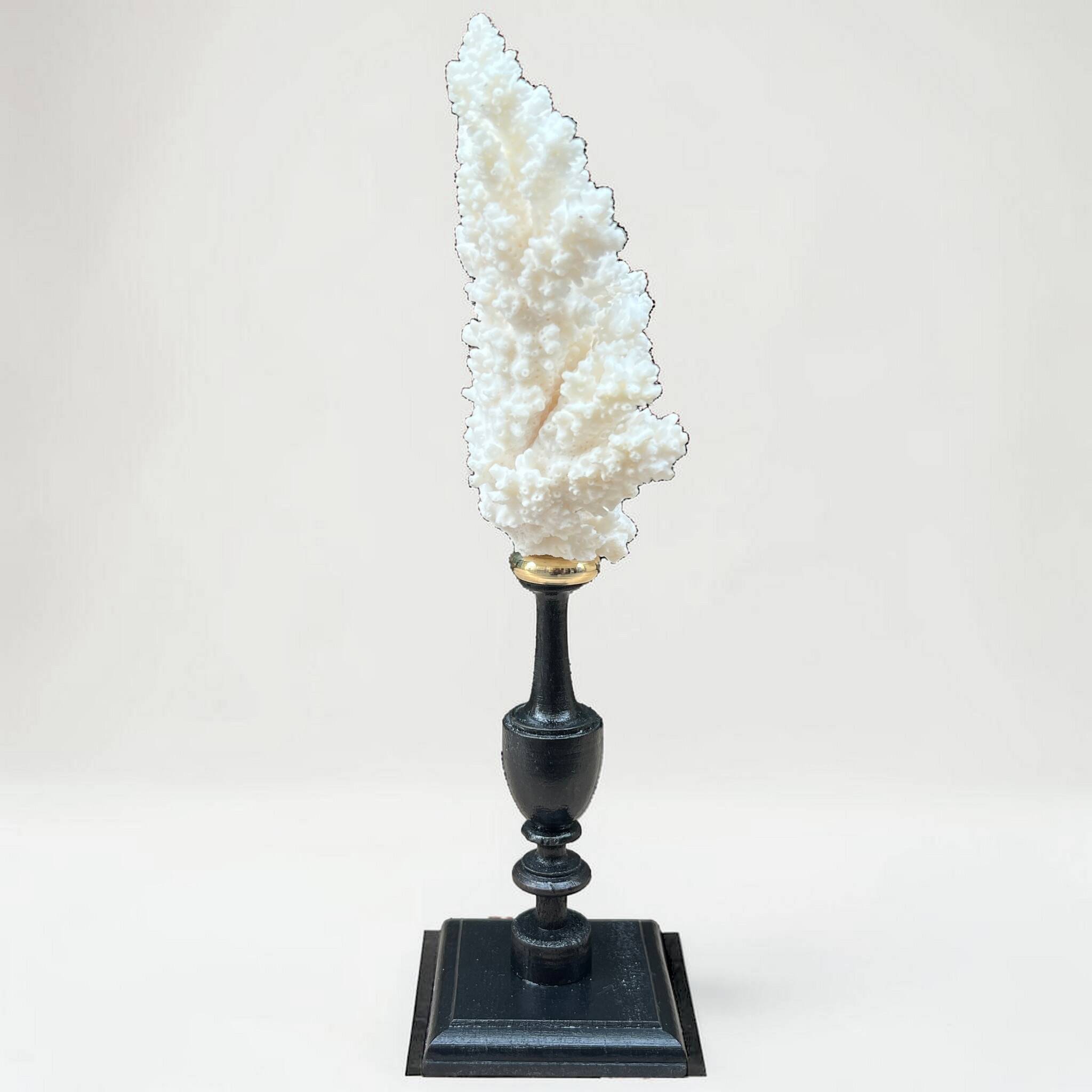 Natural ancient white coral on a black wood base curiosity cabinet