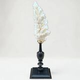 Natural ancient white coral on a black wood base curiosity cabinet
