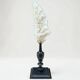 Natural ancient white coral on a black wood base curiosity cabinet