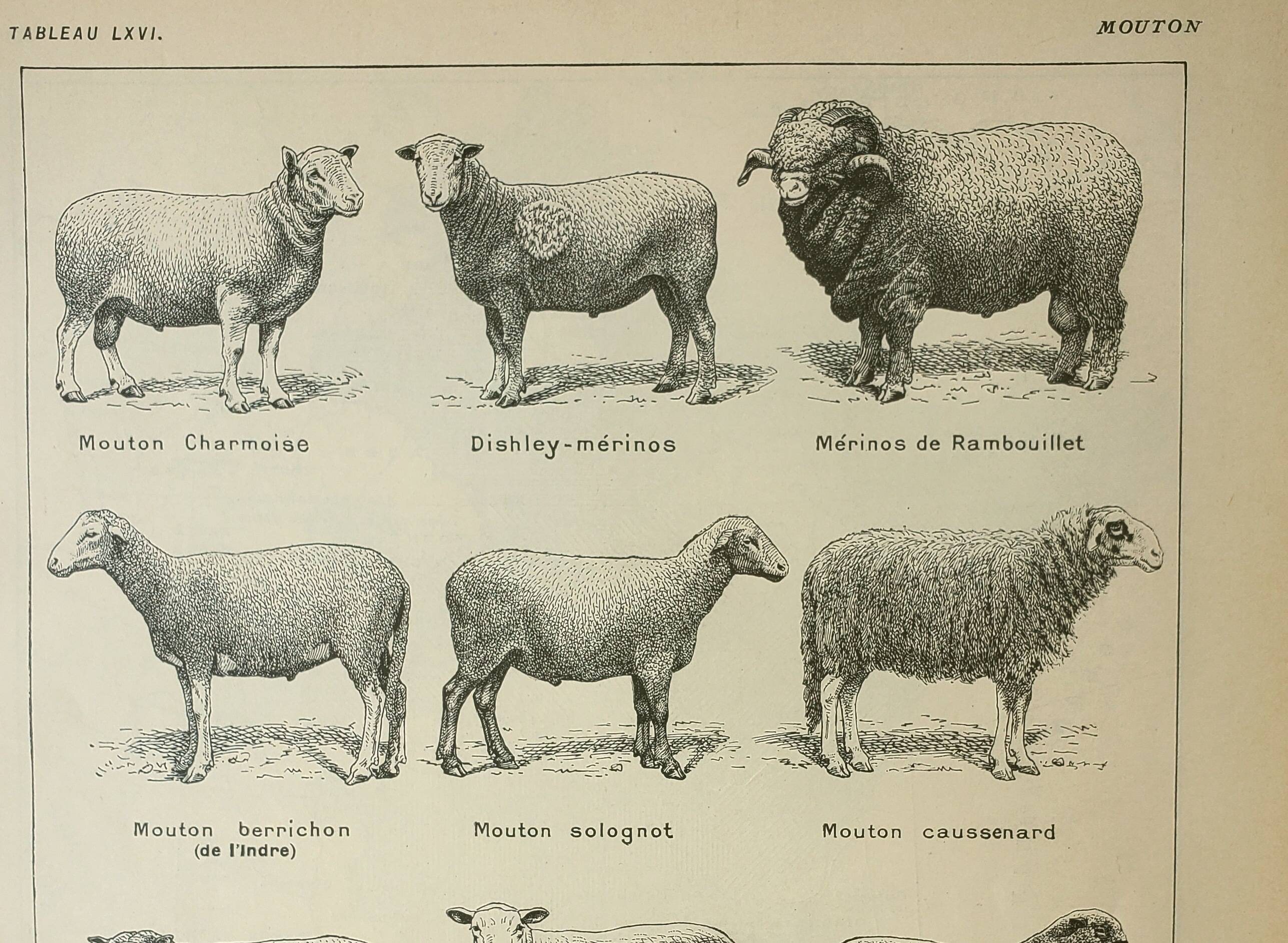 Old lithograph 1922, Sheep, sheep breeds, ram, wool • Engraving, original illustration