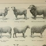 Old lithograph 1922, Sheep, sheep breeds, ram, wool • Engraving, original illustration