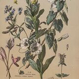 Lithography of flowers 1890