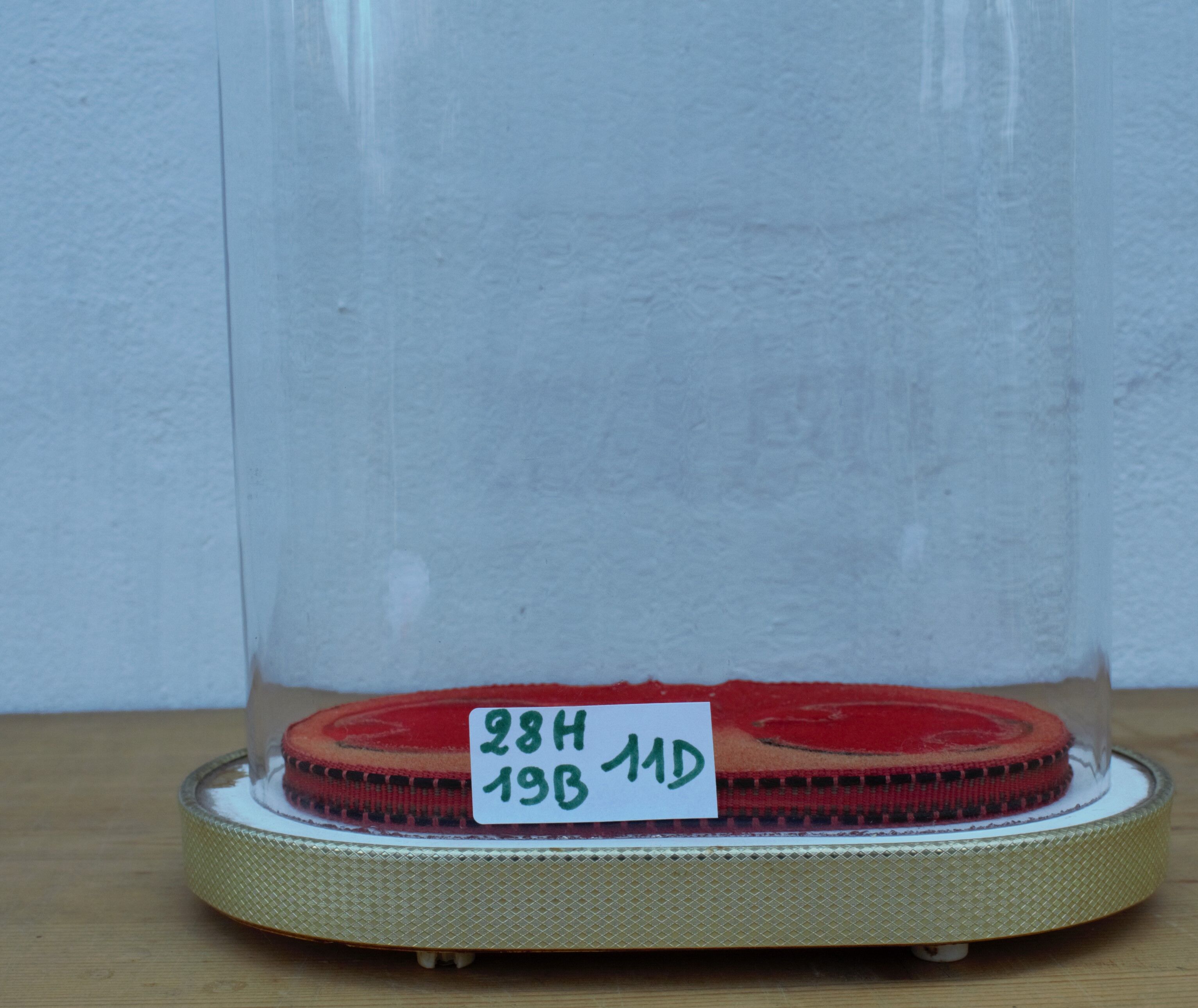 Oval wedding globe in glass 28 cm high