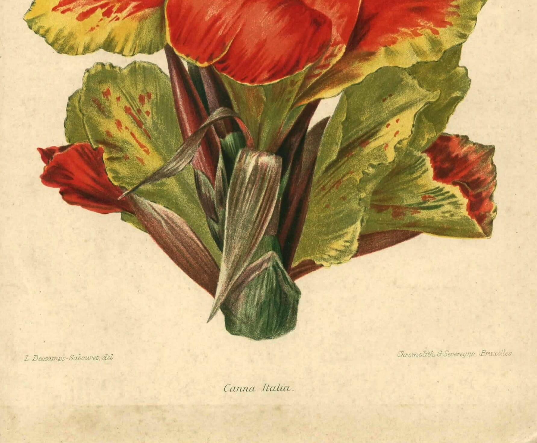 Botanical engraving from 1896 by Descamps-Sabouret • Canna Italia • Old lithograph