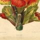 Botanical engraving from 1896 by Descamps-Sabouret • Canna Italia • Old lithograph