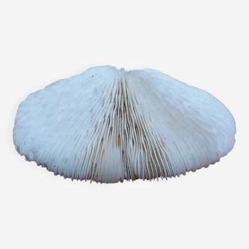 Fungia corail champignon blanc