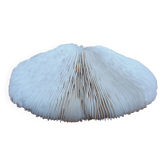Fungia coral white mushroom