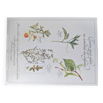 Botanical plate Herbal tea