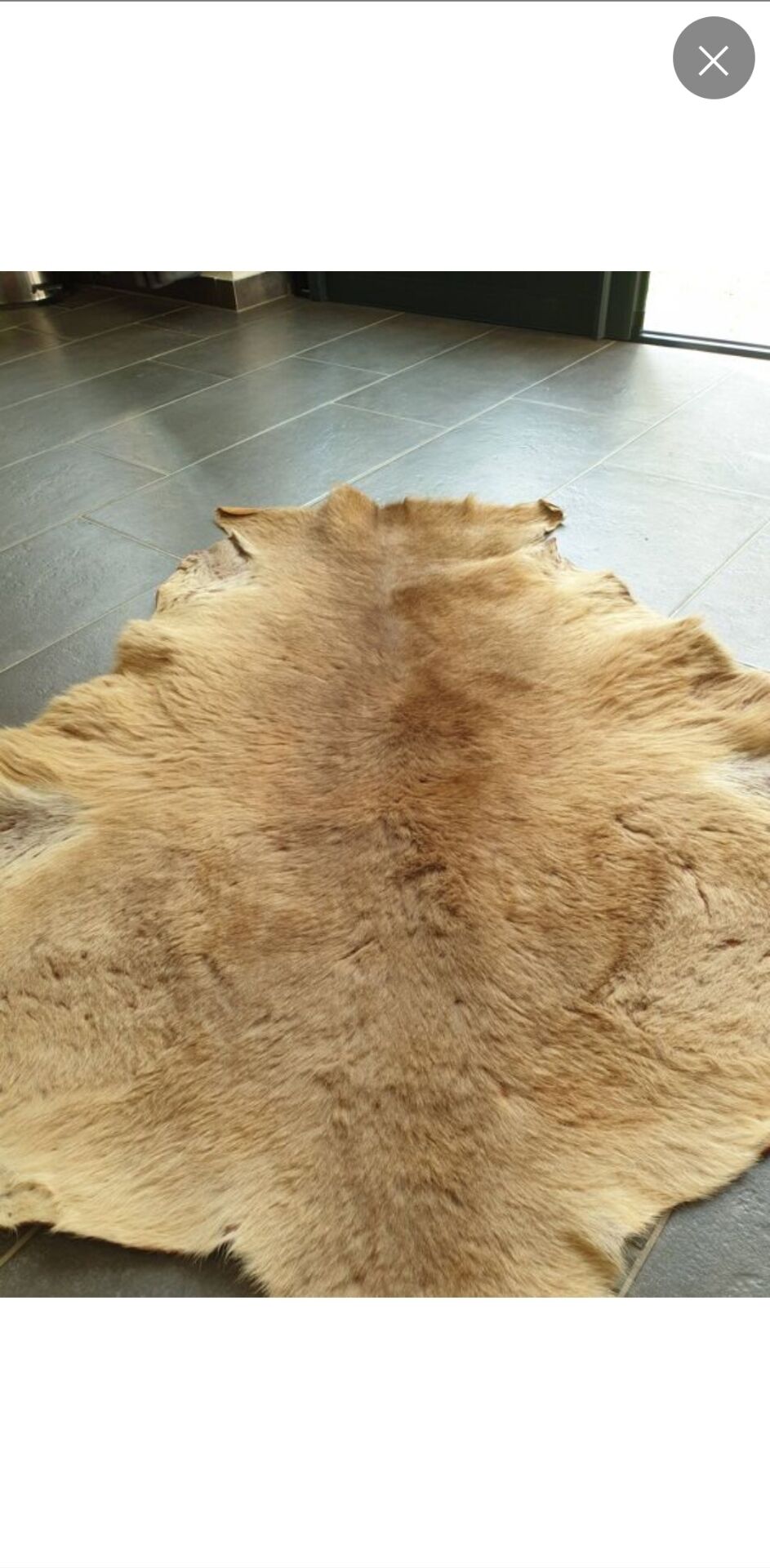 Kangaroo skin Curiosity cabinet