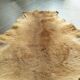 Kangaroo skin Curiosity cabinet