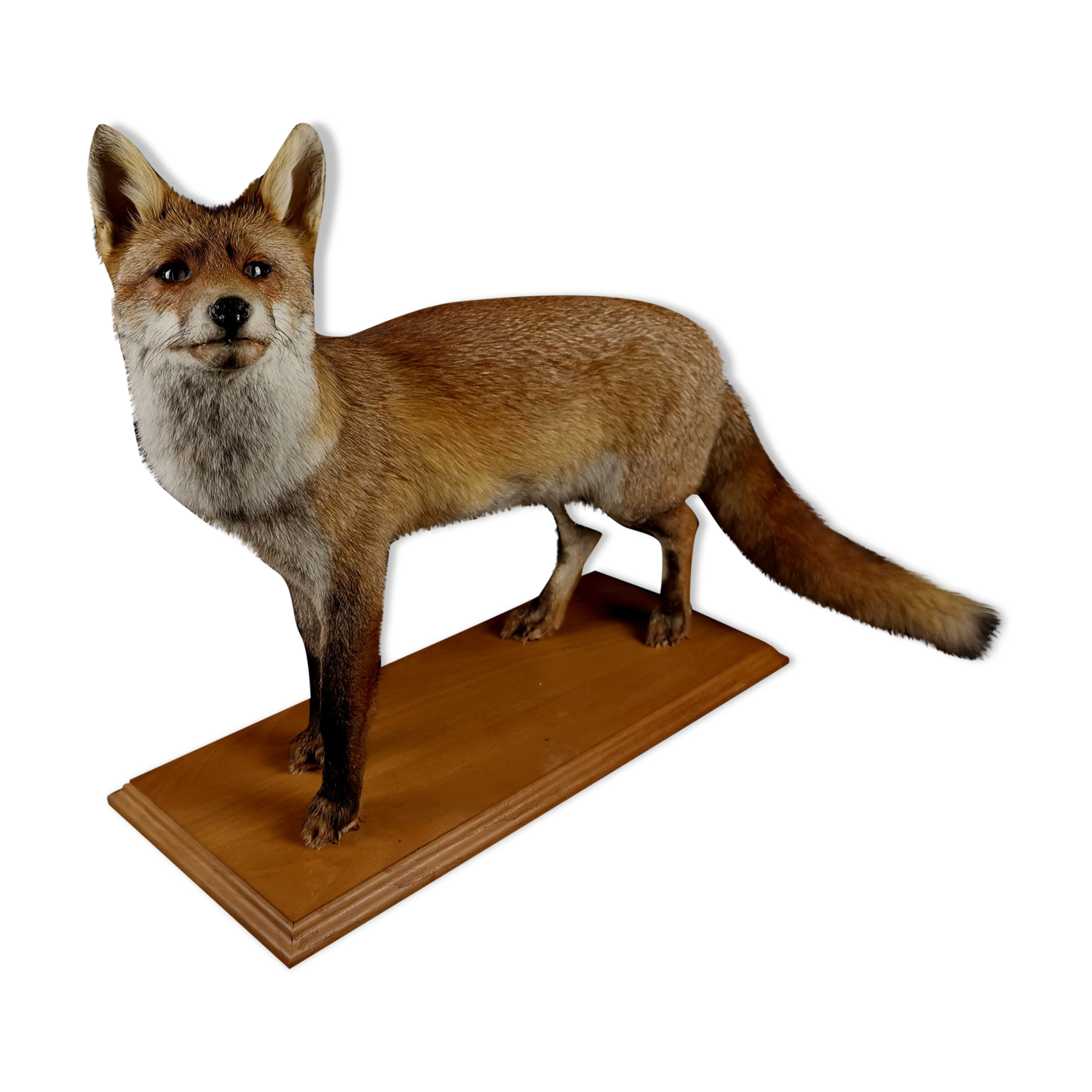 European red fox naturalized taxidermy