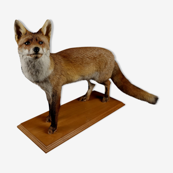 European red fox naturalized taxidermy