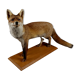 European red fox naturalized taxidermy