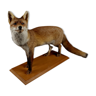 Renard roux européen naturalisé taxidermie
