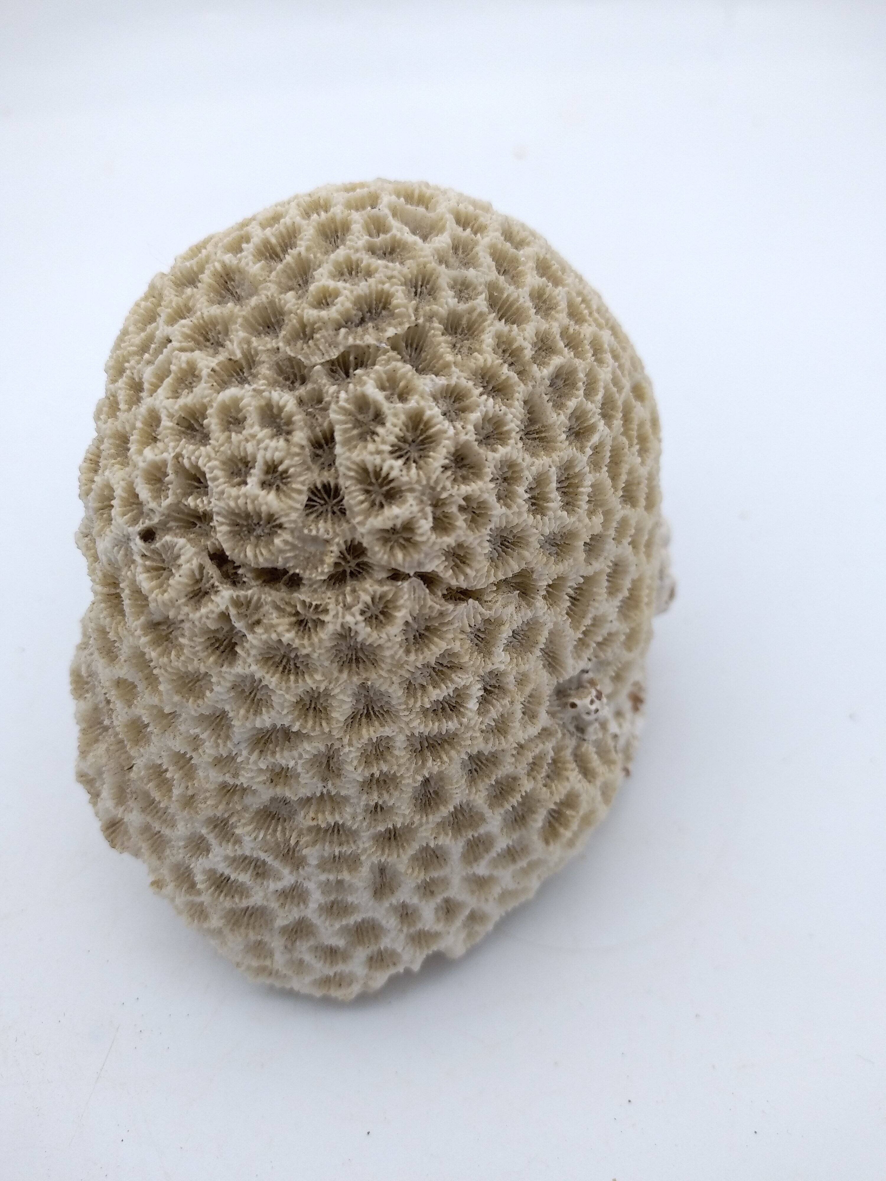 Brain coral. Favite.