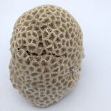 Brain coral. Favite.