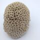Brain coral. Favite.