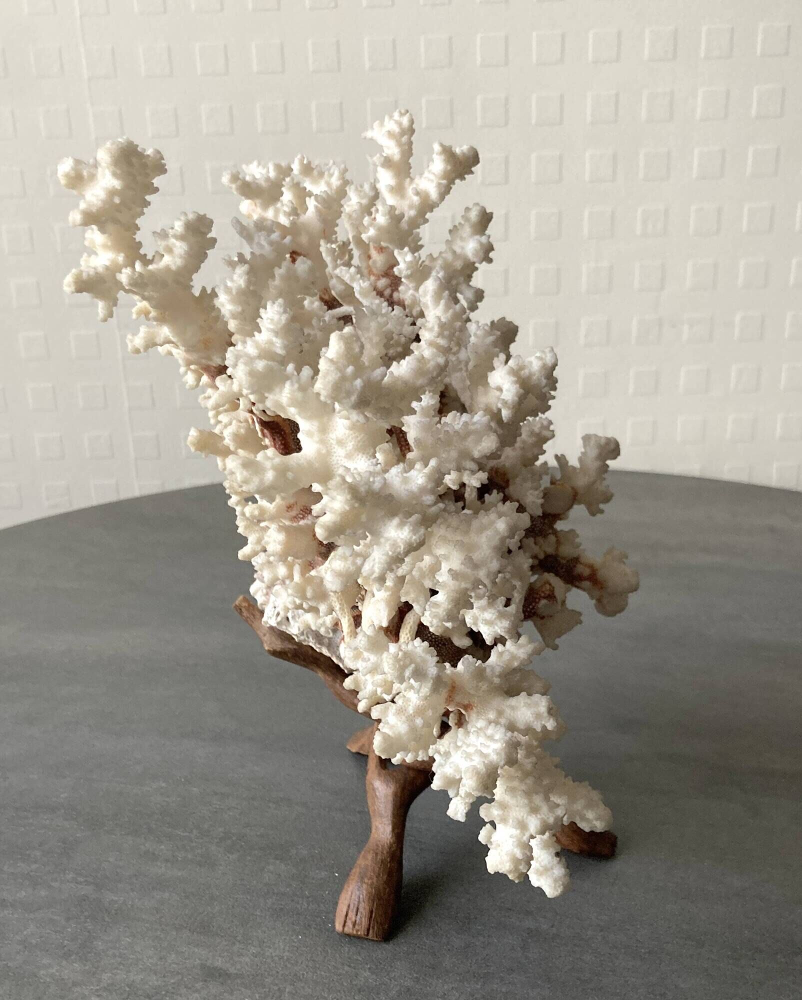 Corail blanc grand modèle 1960 sur bois sculpté