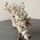 Corail blanc grand modèle 1960 sur bois sculpté