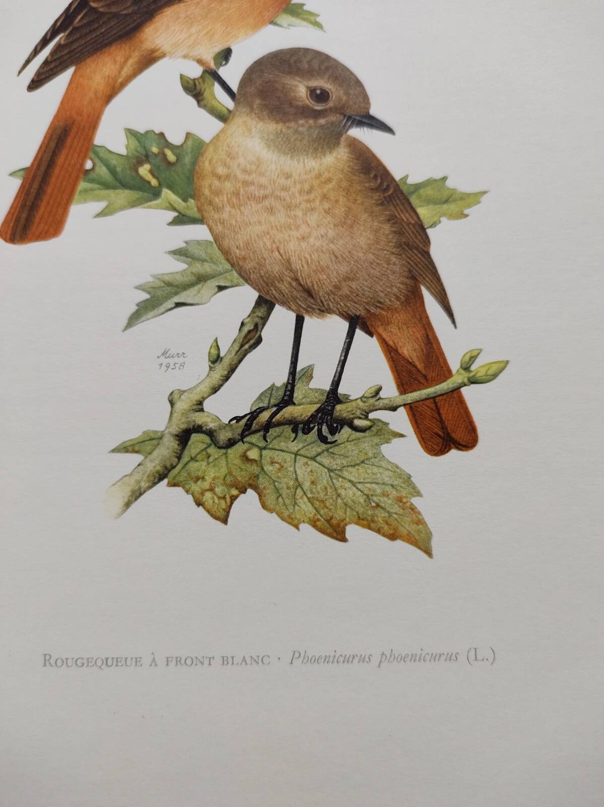 Bird board 1960s - White-fronted Redstart - Zoological and ornithological wine illustration