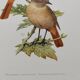 Bird board 1960s - White-fronted Redstart - Zoological and ornithological wine illustration