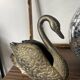 Swan