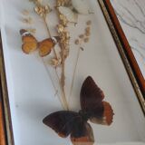 Butterflies frame