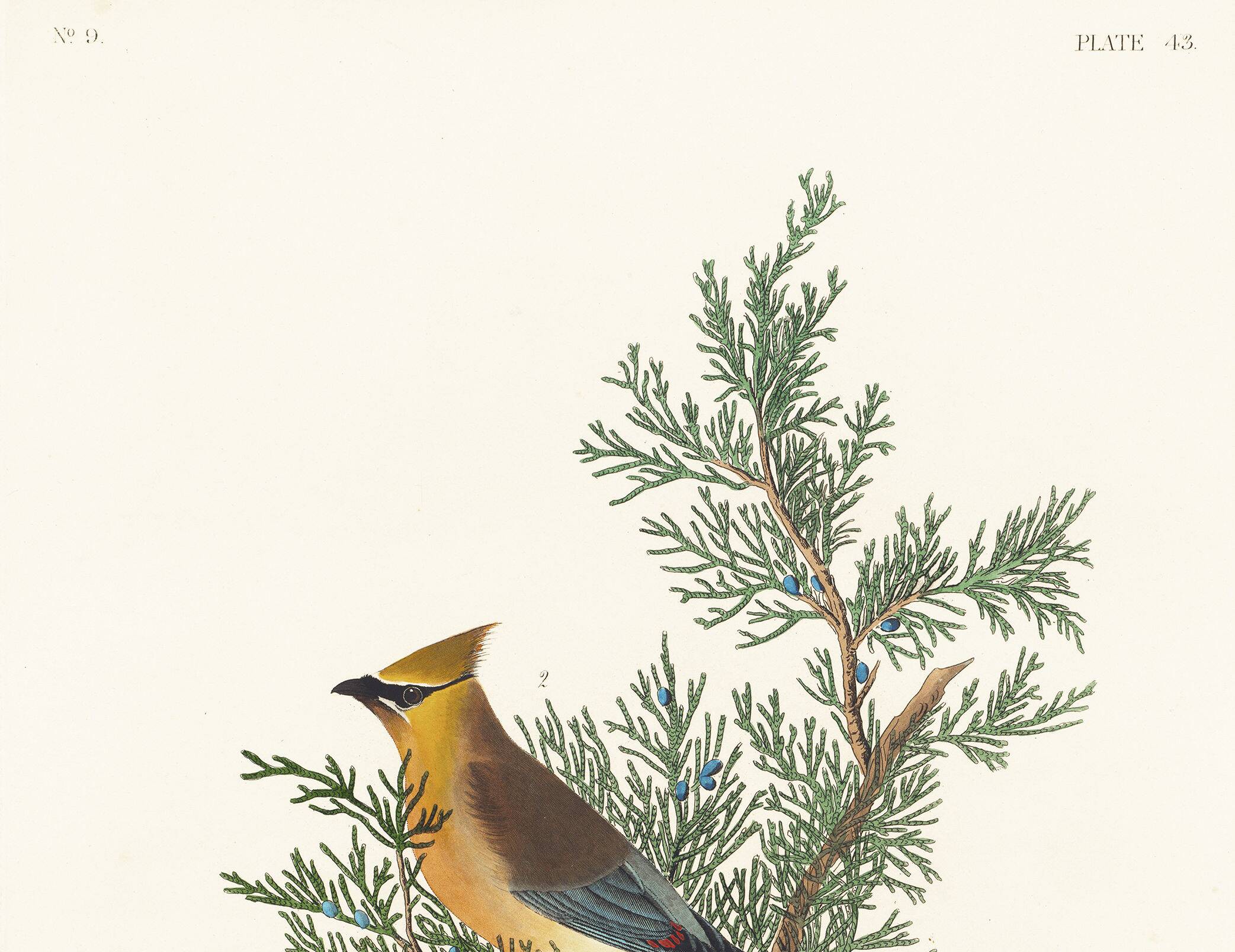 Poster about the Cedar Waxwing, after an old engraving from 1827.