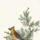 Poster about the Cedar Waxwing, after an old engraving from 1827.
