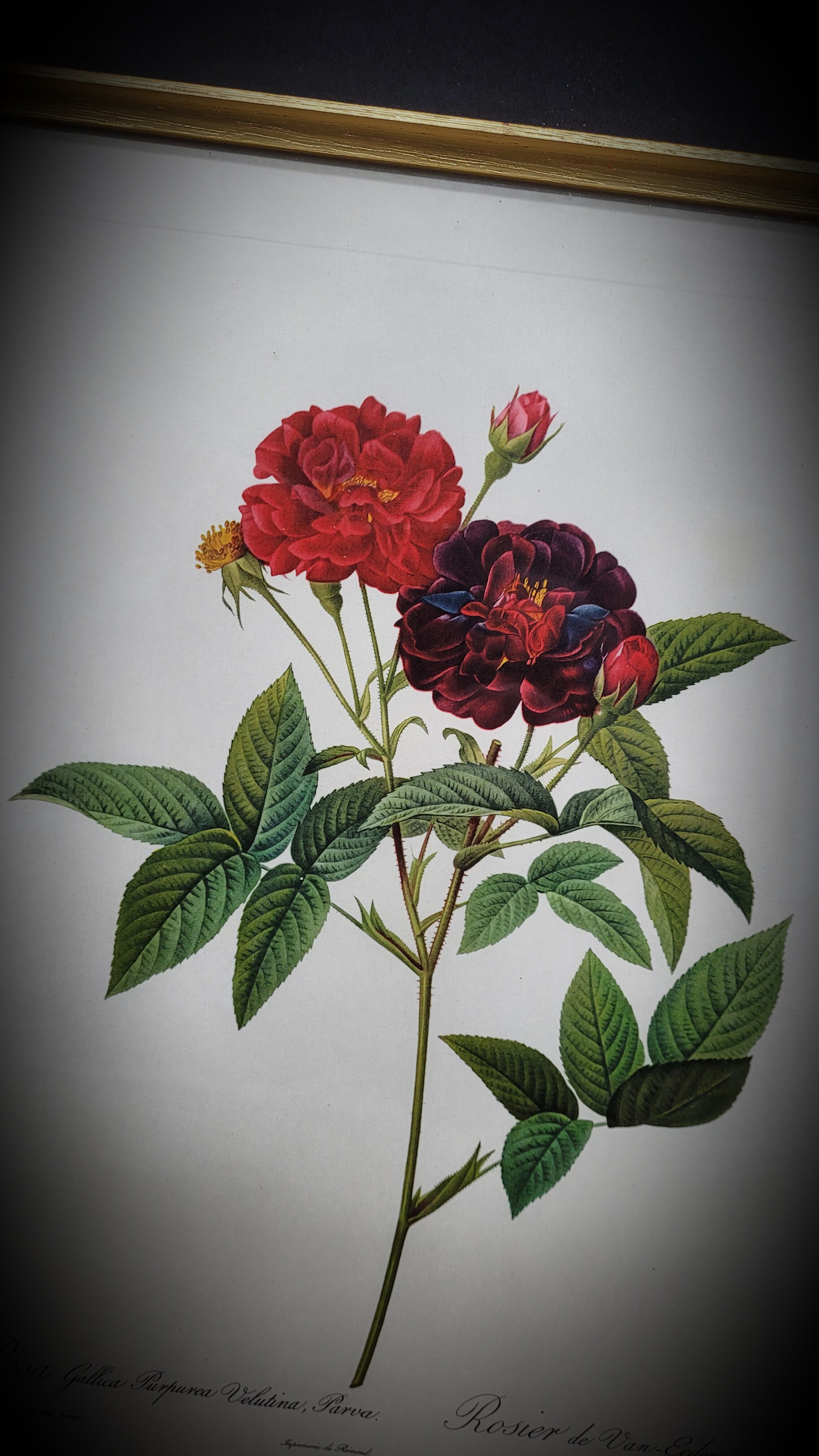 Lithograph under frame Rosier Van Eeden