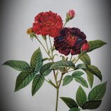 Lithograph under frame Rosier Van Eeden