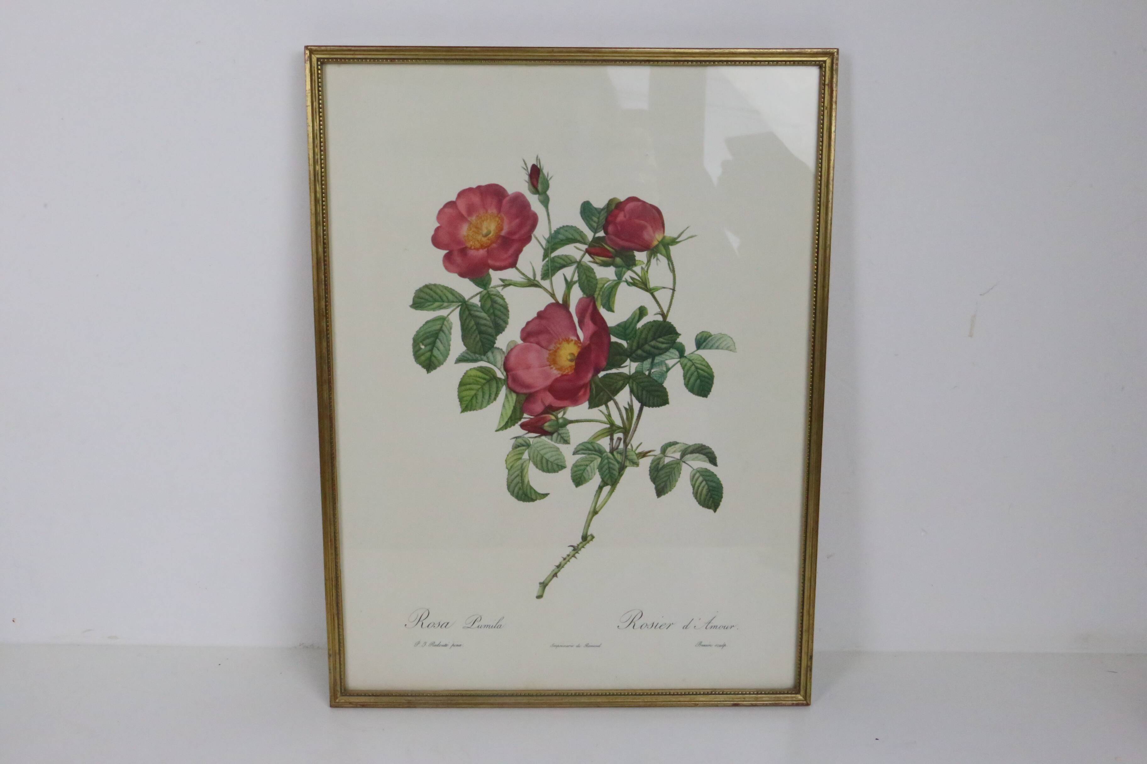 Great Redouté Lithograph