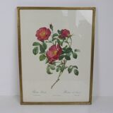 Great Redouté Lithograph