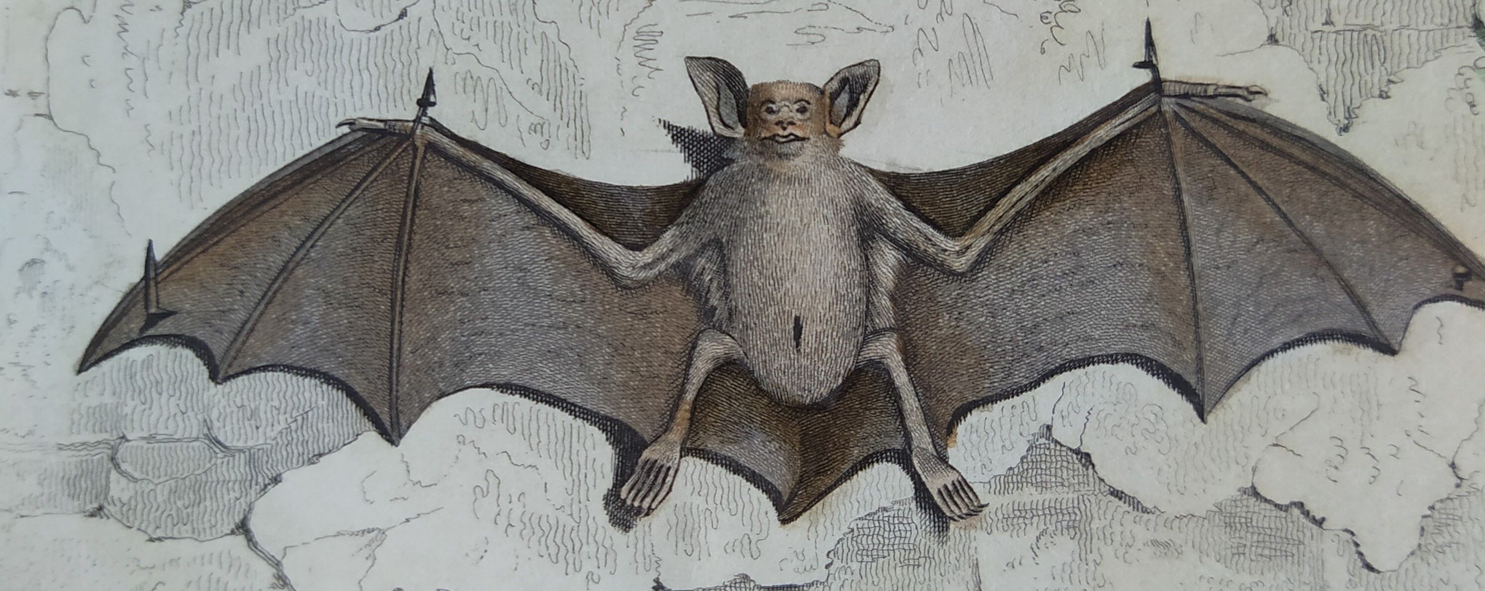 Ornithological board "Mouse" Buffon 1840